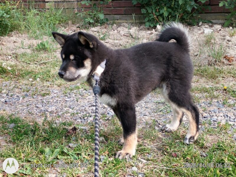 Shiba Inu. Nowy miot. Rezerwacja szczeniąt