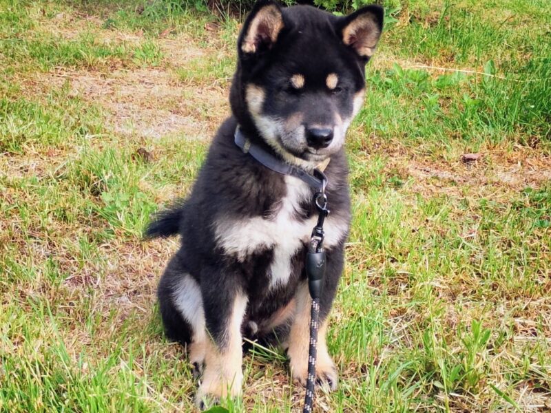 Shiba Inu. Nowy miot. Rezerwacja szczeniąt