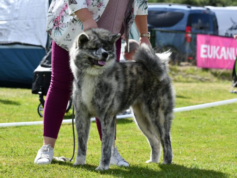 Szczenięta akita inu zkwp/fci