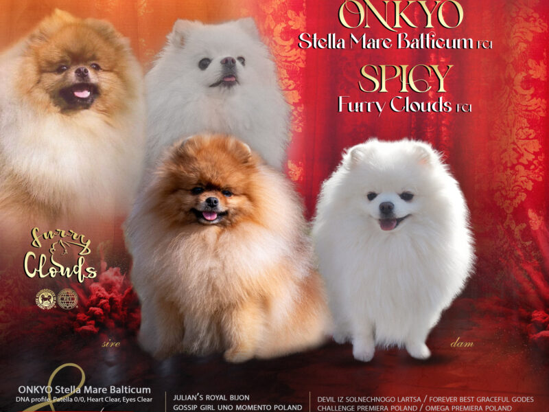 Szpic miniaturowy, pomeranian, piesek