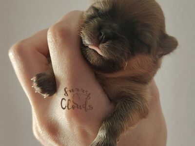 Szpic miniaturowy, pomeranian, suczka