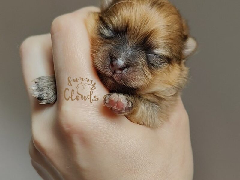 Szpic miniaturowy, pomeranian, suczka