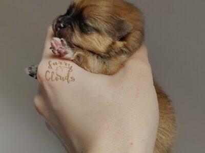 Szpic miniaturowy, pomeranian, suczka