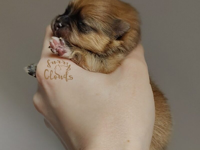Szpic miniaturowy, pomeranian, suczka
