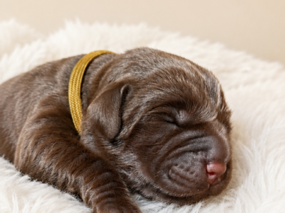 Labrador Retriever- czekoladowy piesek