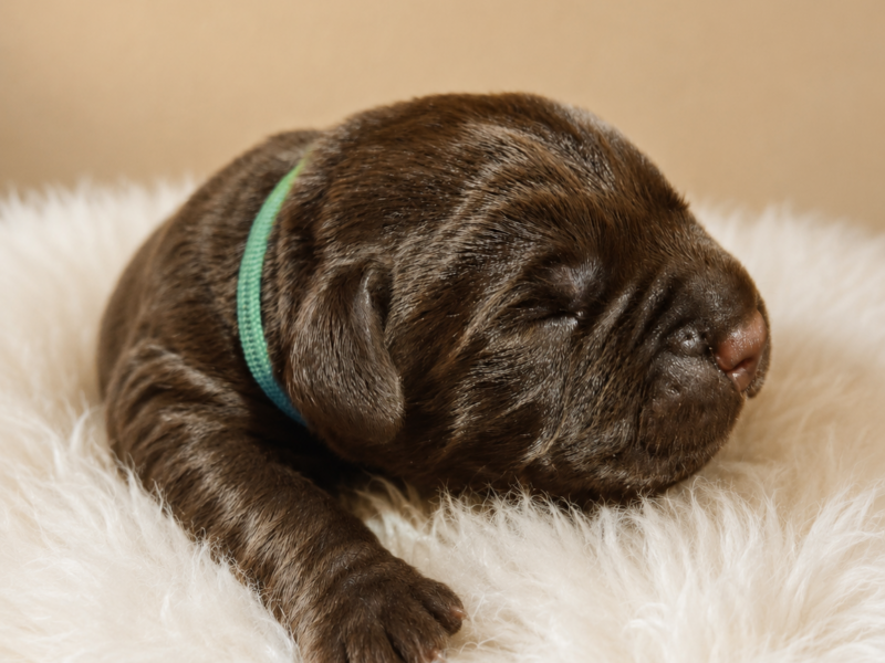 Labrador Retriever- czekoladowy piesek