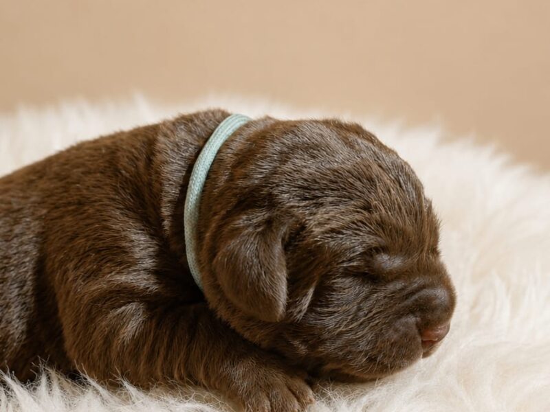 Labrador Retriever- czekoladowy piesek