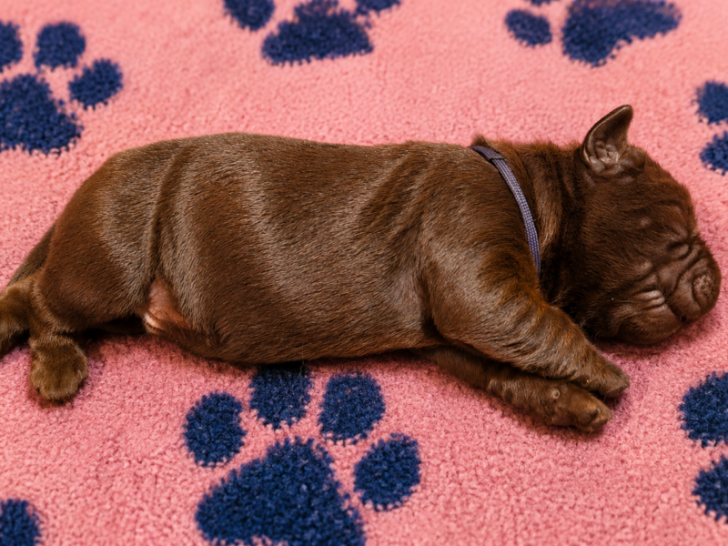 Labrador Retriever- czekoladowy piesek