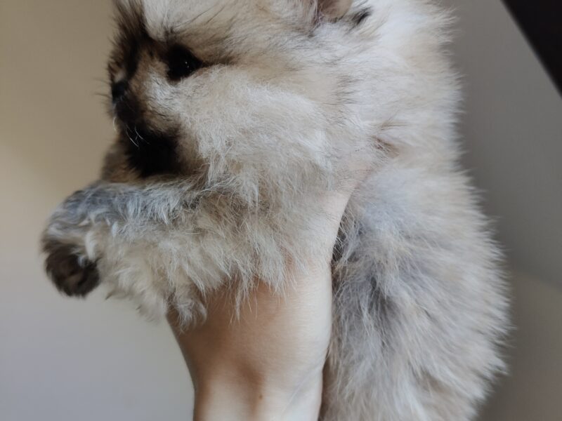 Szpic miniaturowy, pomeranian, suczka