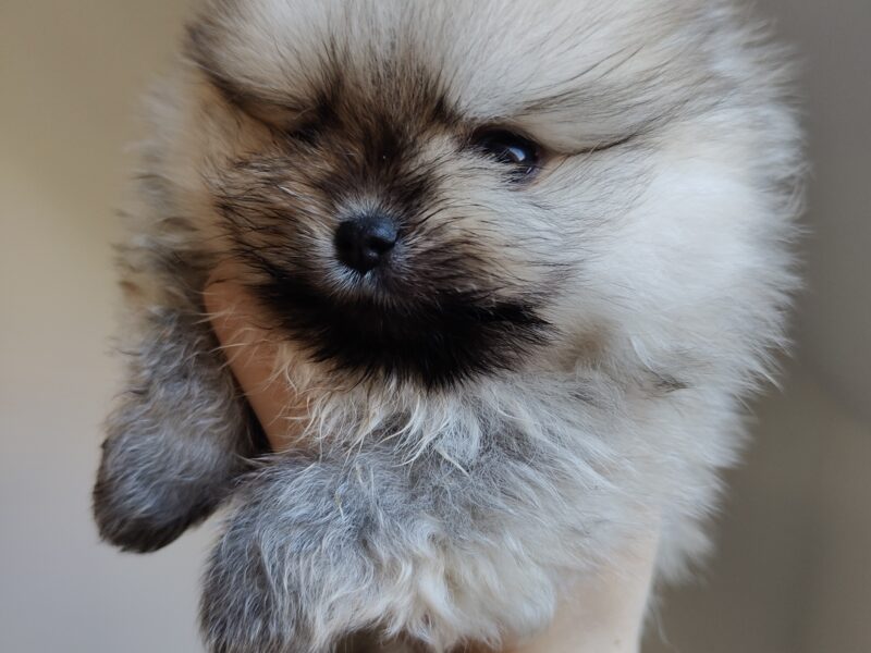 Szpic miniaturowy, pomeranian, suczka