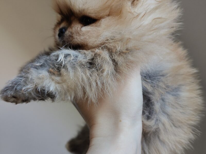 Szpic miniaturowy, pomeranian, piesek