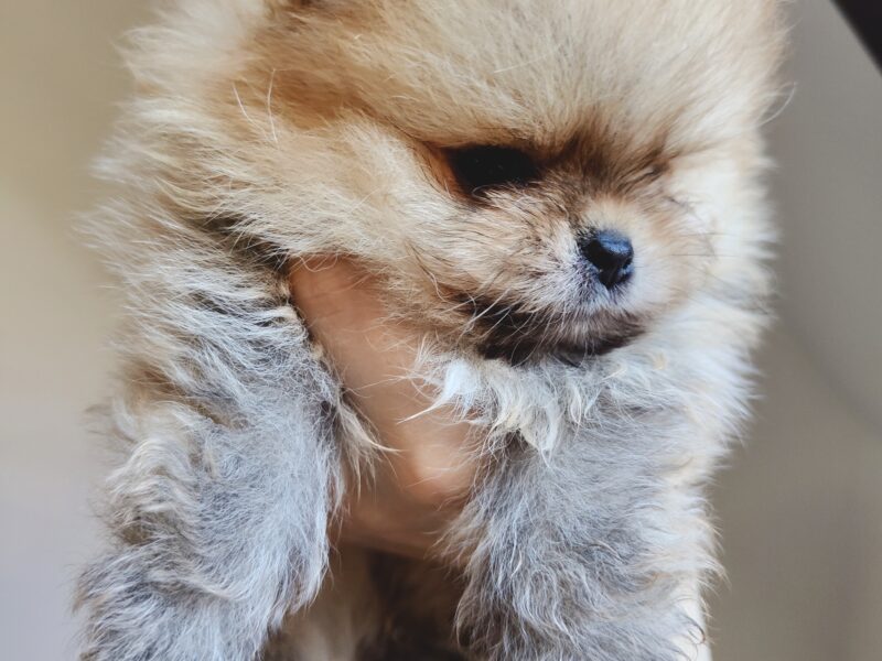 Szpic miniaturowy, pomeranian, piesek