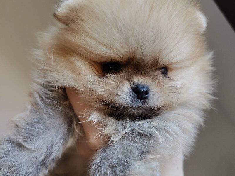Szpic miniaturowy, pomeranian, piesek