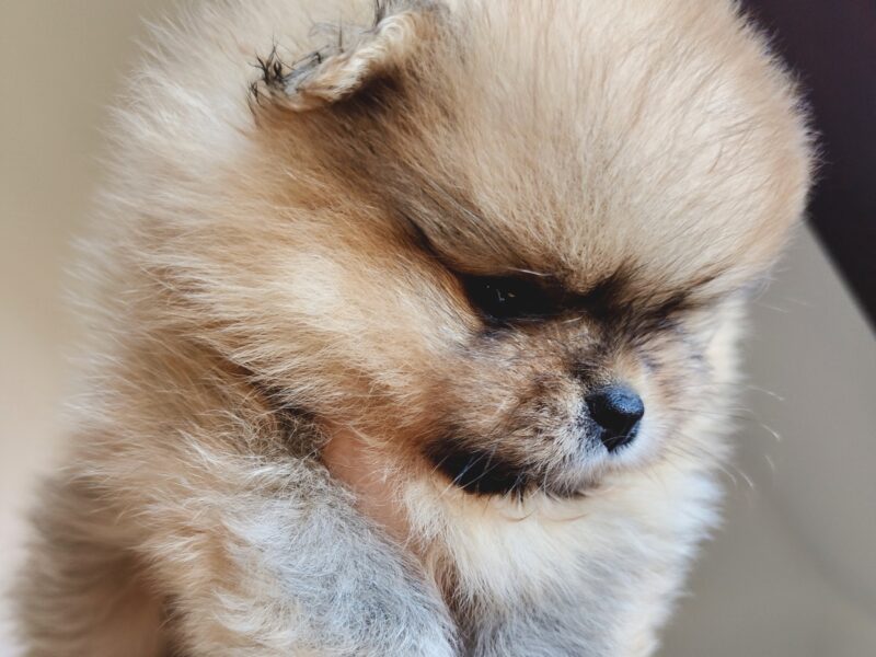 Szpic miniaturowy, pomeranian, suczka