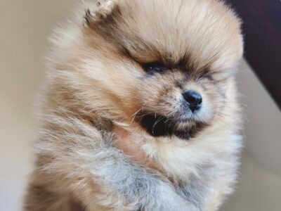 Szpic miniaturowy, pomeranian, suczka