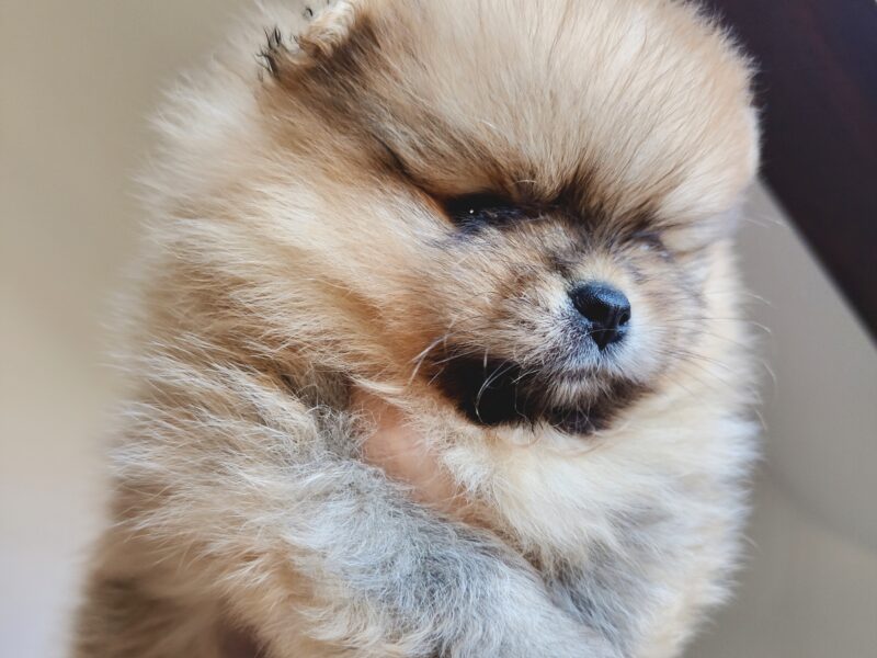 Szpic miniaturowy, pomeranian, suczka