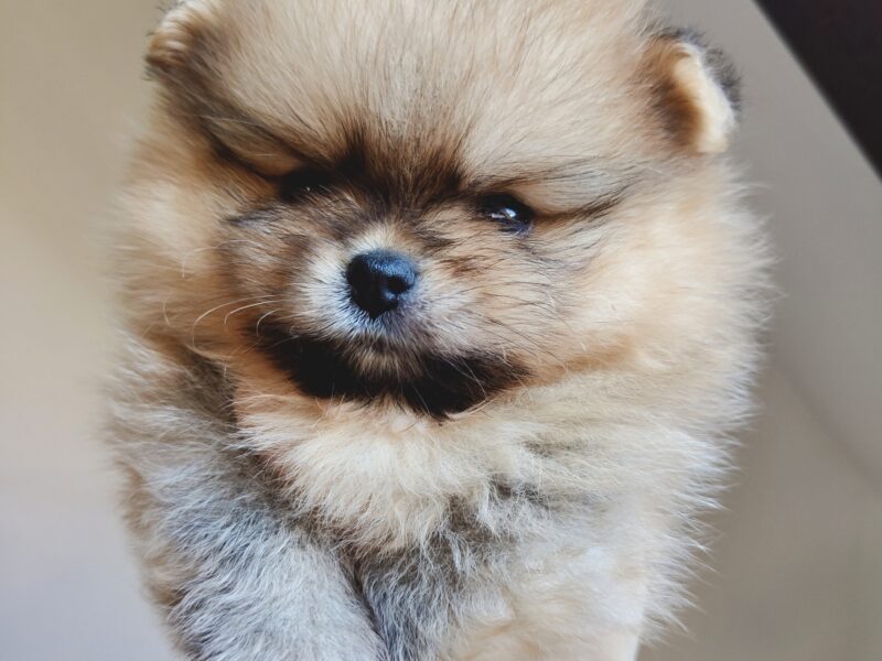 Szpic miniaturowy, pomeranian, suczka