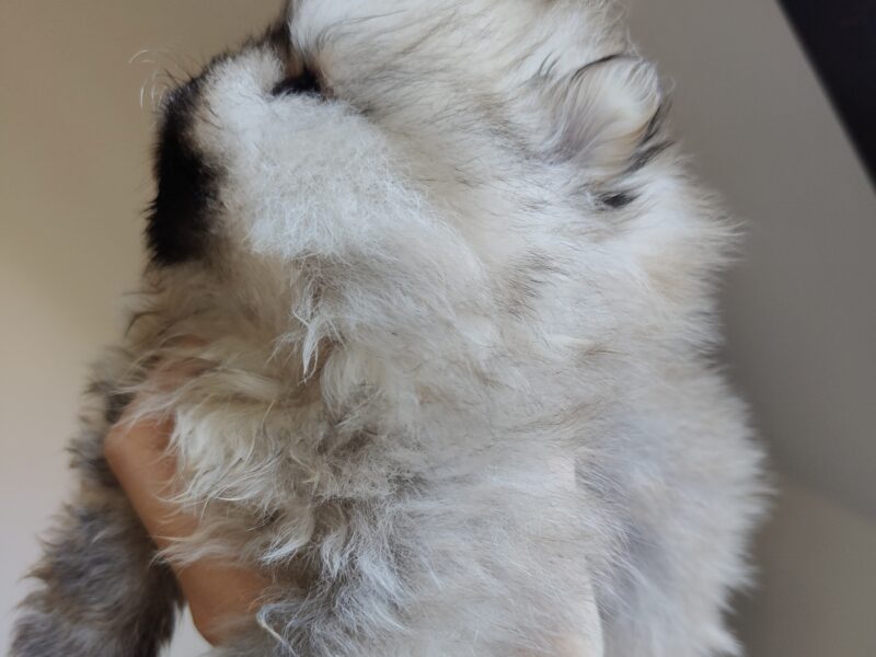 Szpic miniaturowy, pomeranian, suczka
