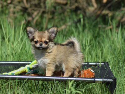 Długowłosa Chihuahua Suczka ZKwP/FCI