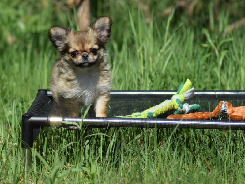 Długowłosa Chihuahua Suczka ZKwP/FCI