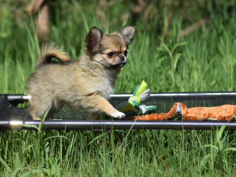 Długowłosa Chihuahua Suczka ZKwP/FCI