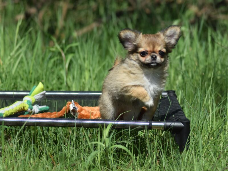 Długowłosa Chihuahua Suczka ZKwP/FCI