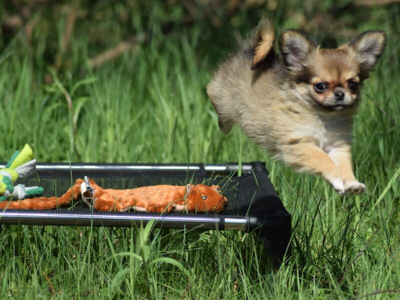 Długowłosa Chihuahua Suczka ZKwP/FCI