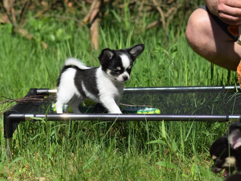 Piesek Długowłosy Chihuahua po Championach ZKwP/FCI