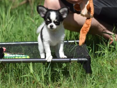 Piesek Długowłosy Chihuahua po Championach ZKwP/FCI