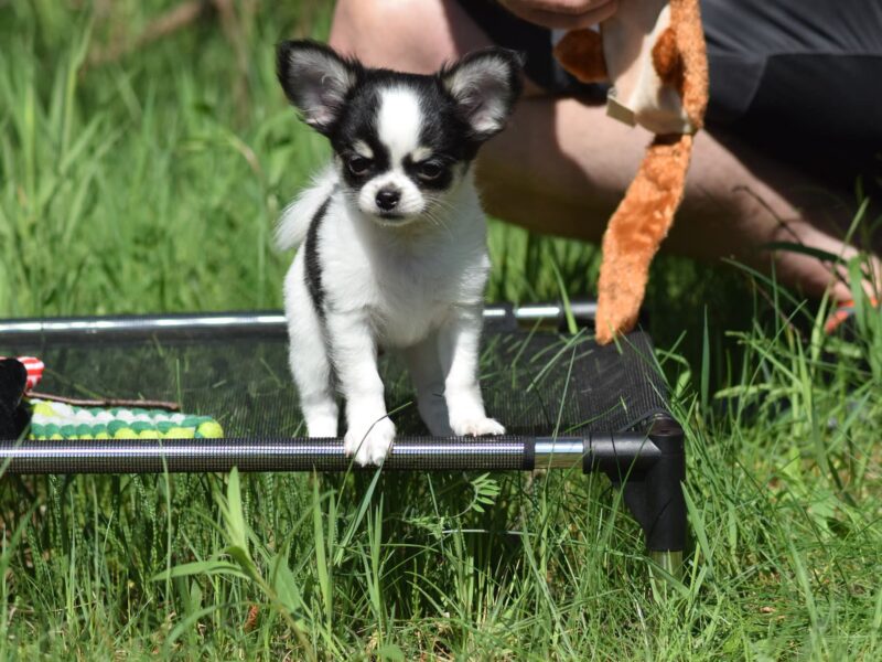 Piesek Długowłosy Chihuahua po Championach ZKwP/FCI