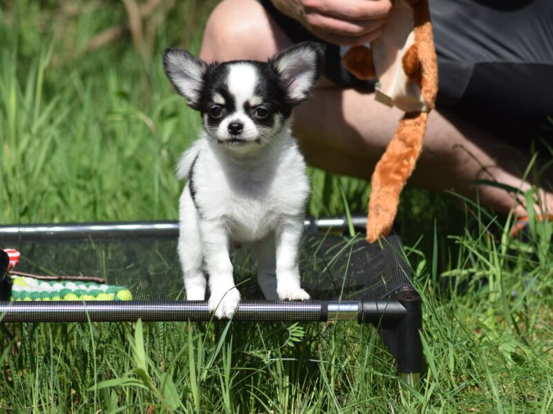 Piesek Długowłosy Chihuahua po Championach ZKwP/FCI