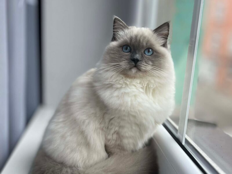 Kocięta Ragdoll - rezerwacje otwarte! Kocurki Blue/Seal Bicolour, kotki tortie - FPL/FIFe