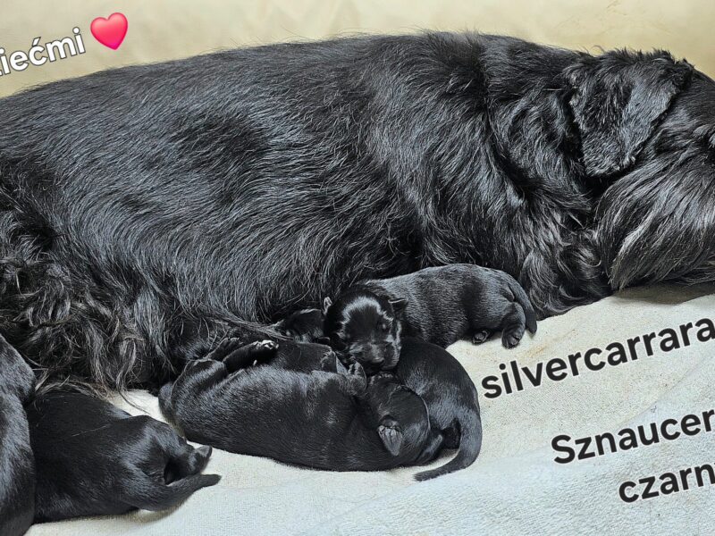 Sznaucer średni czarny FCI