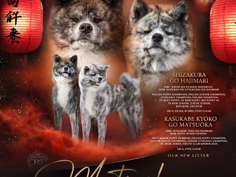 Szczenięta akita inu zkwp/fci