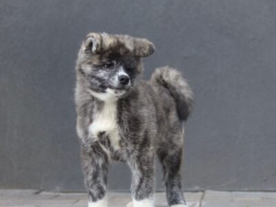 Szczenięta akita inu zkwp/fci