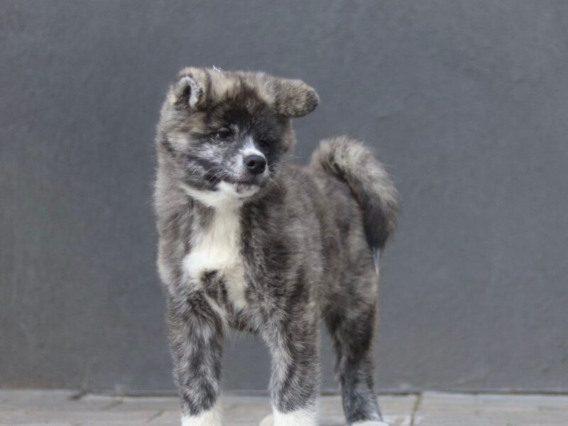 Szczenięta akita inu zkwp/fci