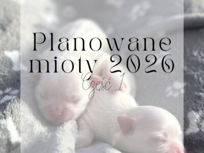Maltańczyk szczeniaki zapowiedź miotu