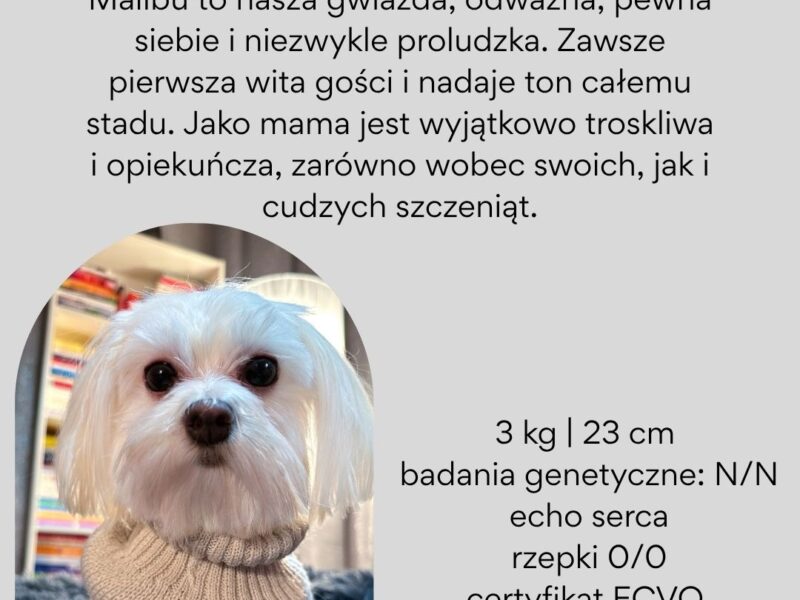 Maltańczyk szczeniaki zapowiedź miotu