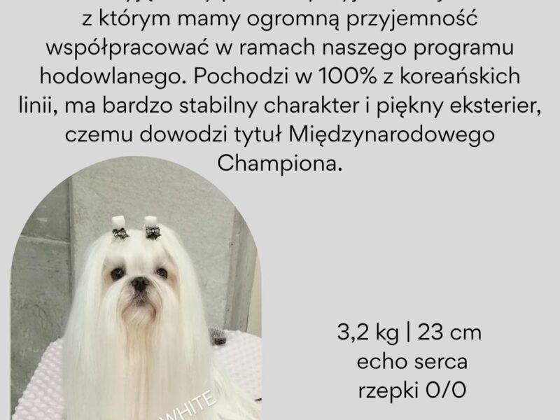 Maltańczyk szczeniaki zapowiedź miotu