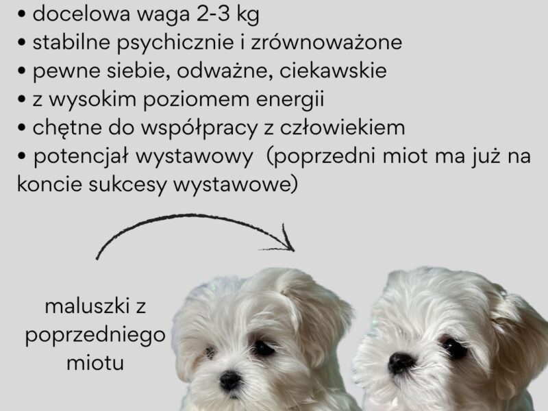 Maltańczyk szczeniaki zapowiedź miotu