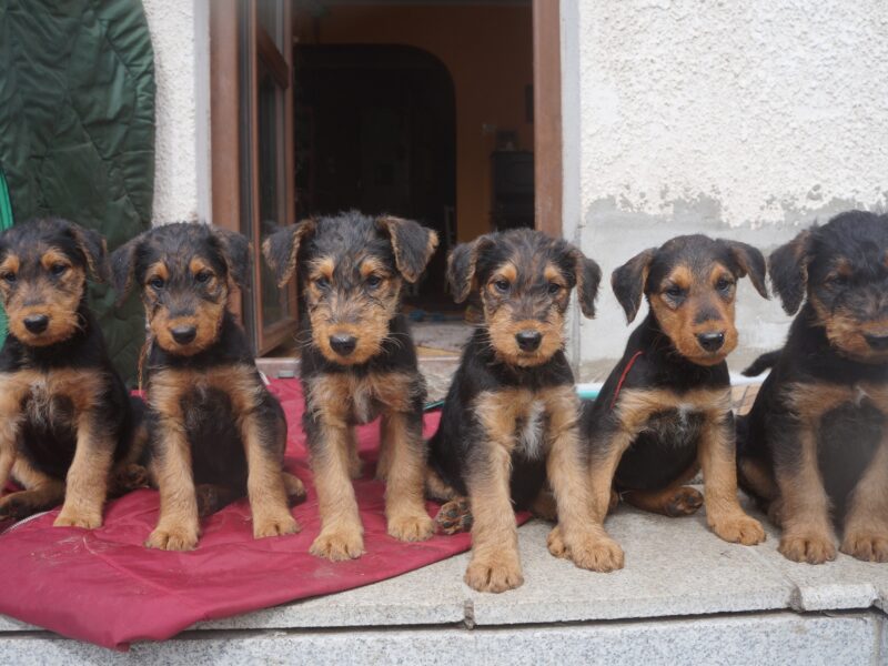 Szczenieta rasy airedale terrier