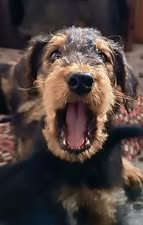 Szczenieta rasy airedale terrier