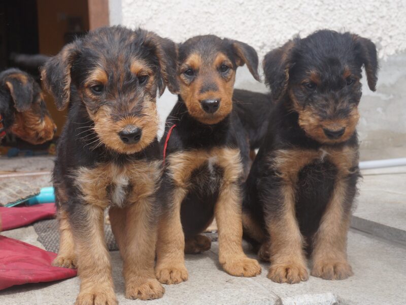 Szczenieta rasy airedale terrier