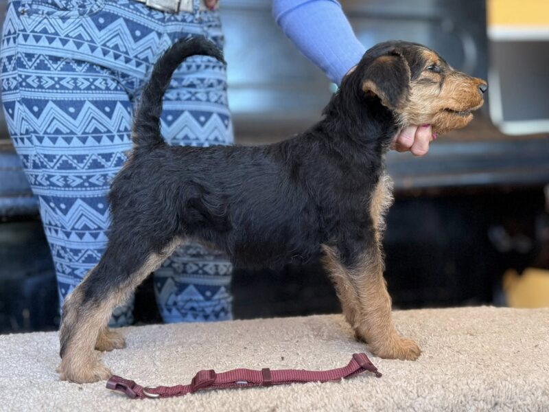 Szczenieta rasy airedale terrier