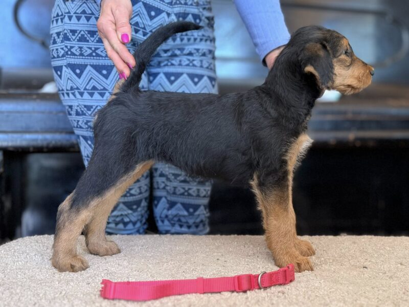 Szczenieta rasy airedale terrier