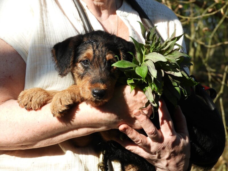 Szczenieta rasy airedale terrier