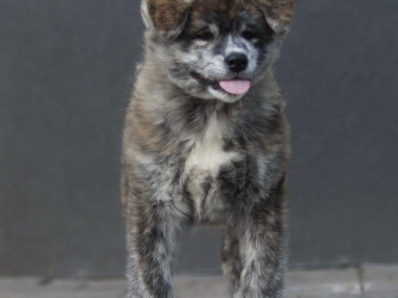 Szczenięta akita inu zkwp/fci