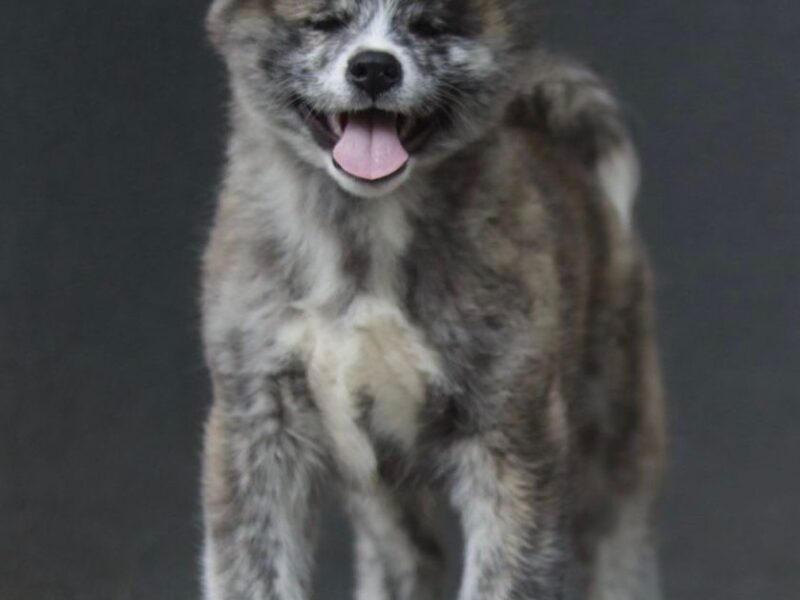Szczenięta akita inu zkwp/fci