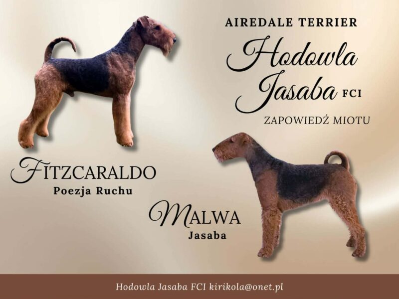 Szczenieta rasy airedale terrier