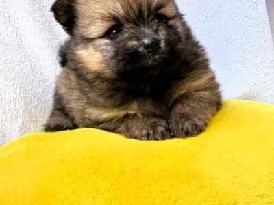 Wyjątkowe szczenięta Pomeranian ZkwP/ FCI